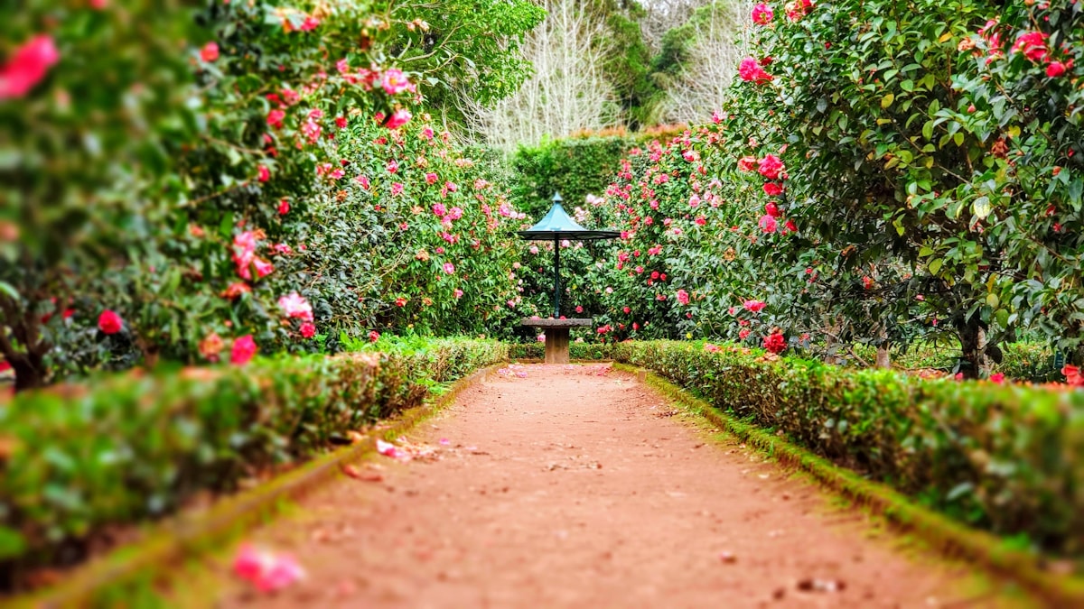 Landscaped garden with a path